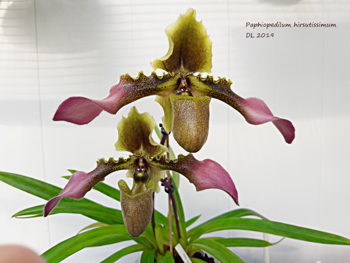 Paphiopedilum hirsutissimum 20190412_102448