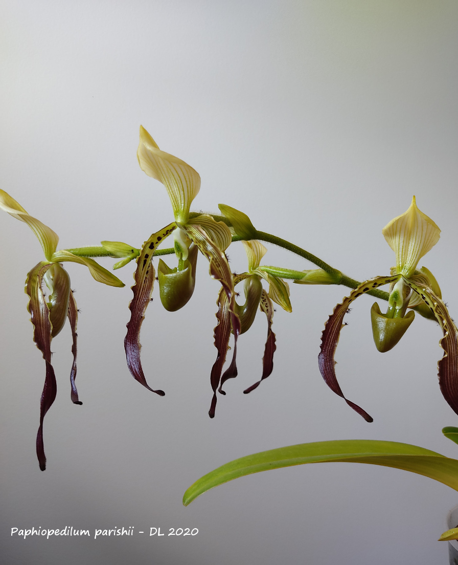 Paphiopedilum parishii IMG_20200801_144405