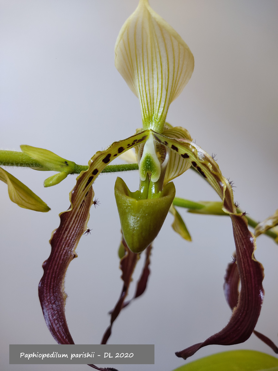 Paphiopedilum parishii IMG_20200801_144418