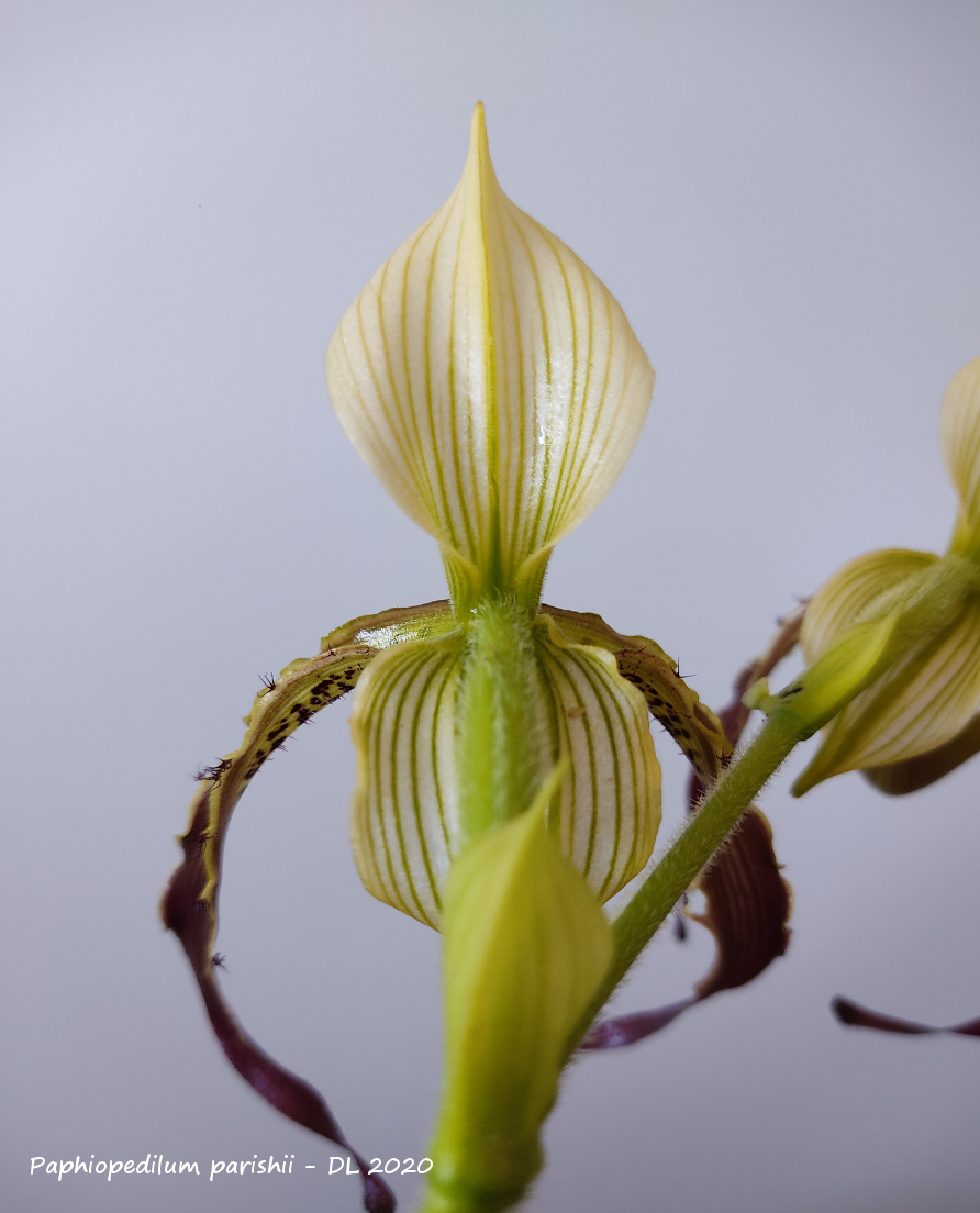 Paphiopedilum parishii IMG_20200801_144541