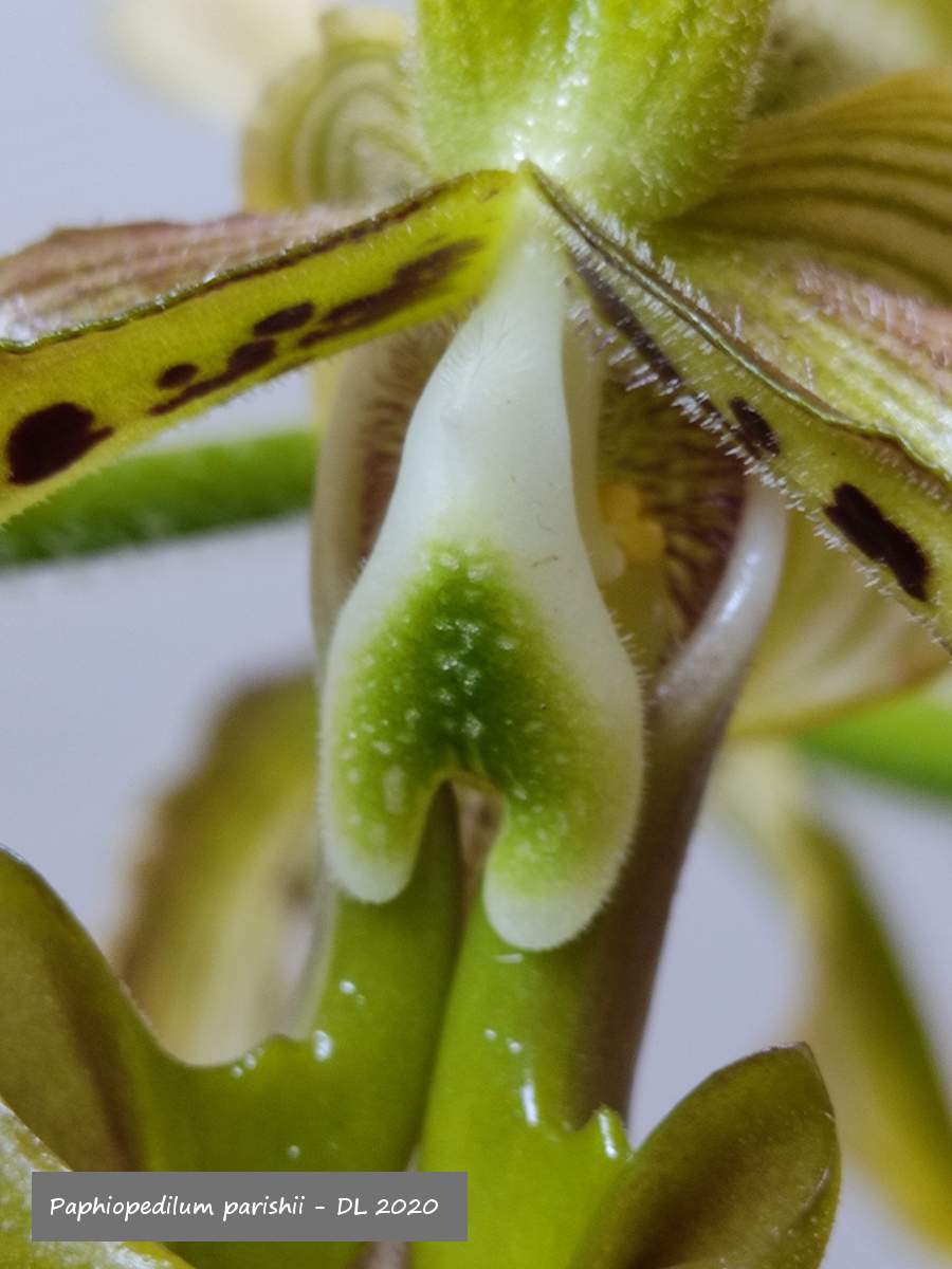 Paphiopedilum parishii IMG_20200801_144728