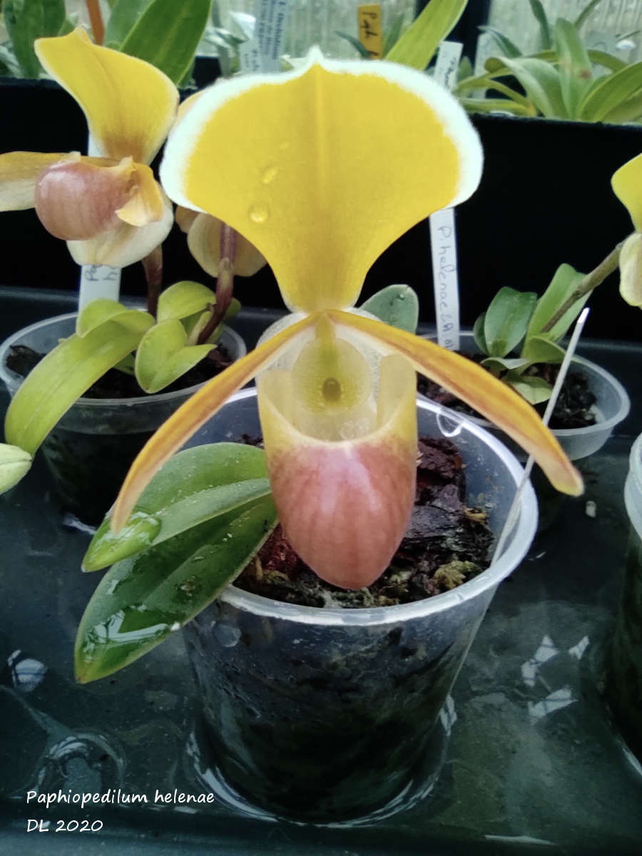 Paphiopedilum helenae IMG_20201024_175851