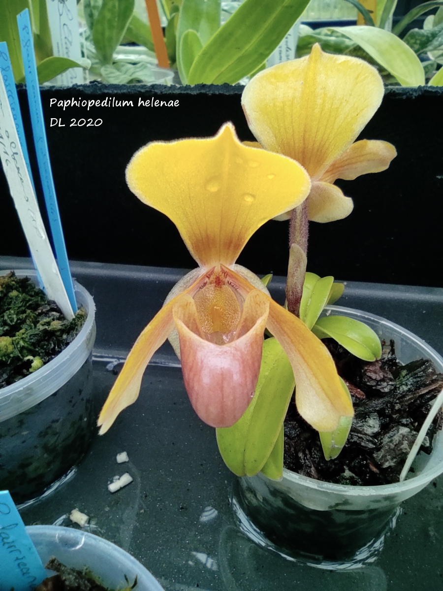 Paphiopedilum helenae IMG_20201024_175925