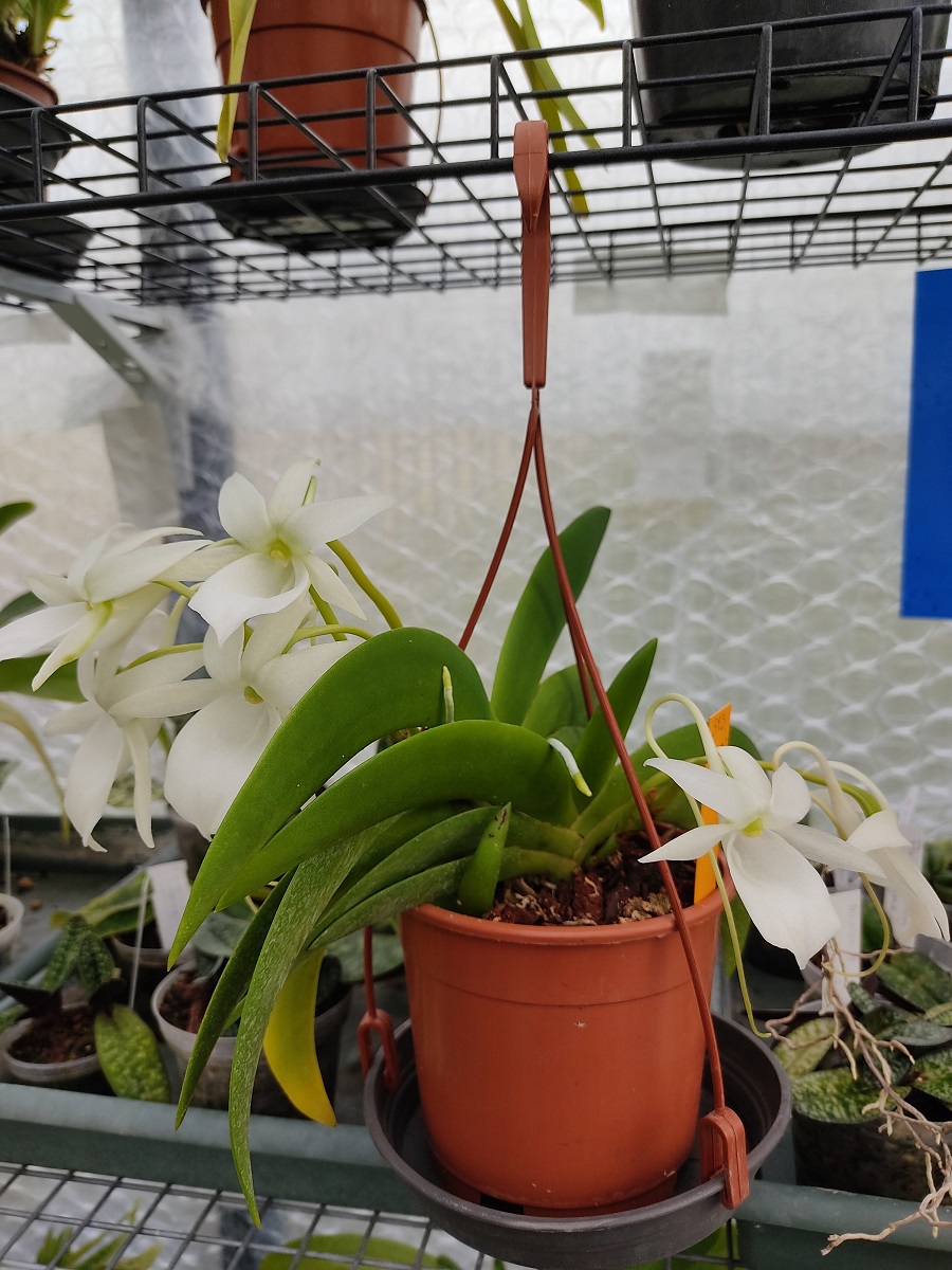 Angraecum leonis IMG_20210316_093103