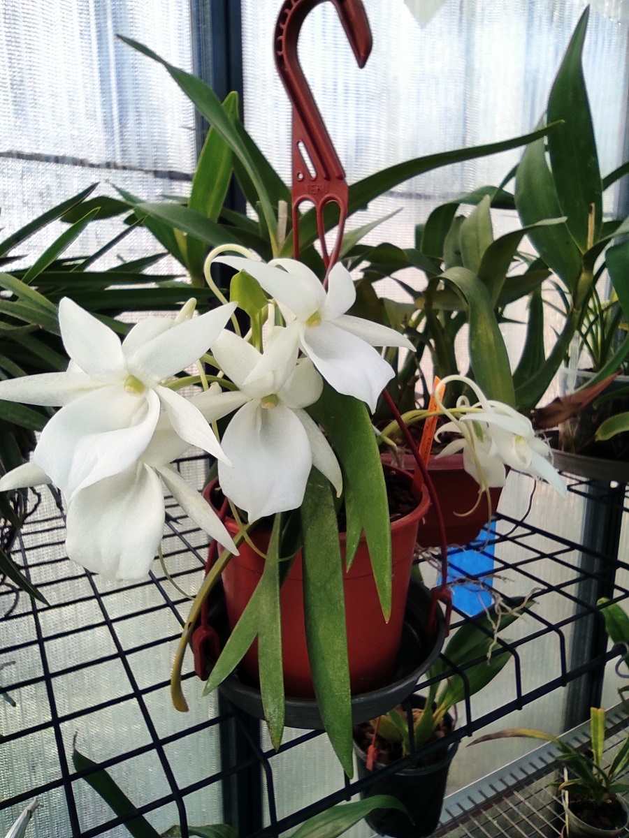 Angraecum leonis IMG_20210320_103241