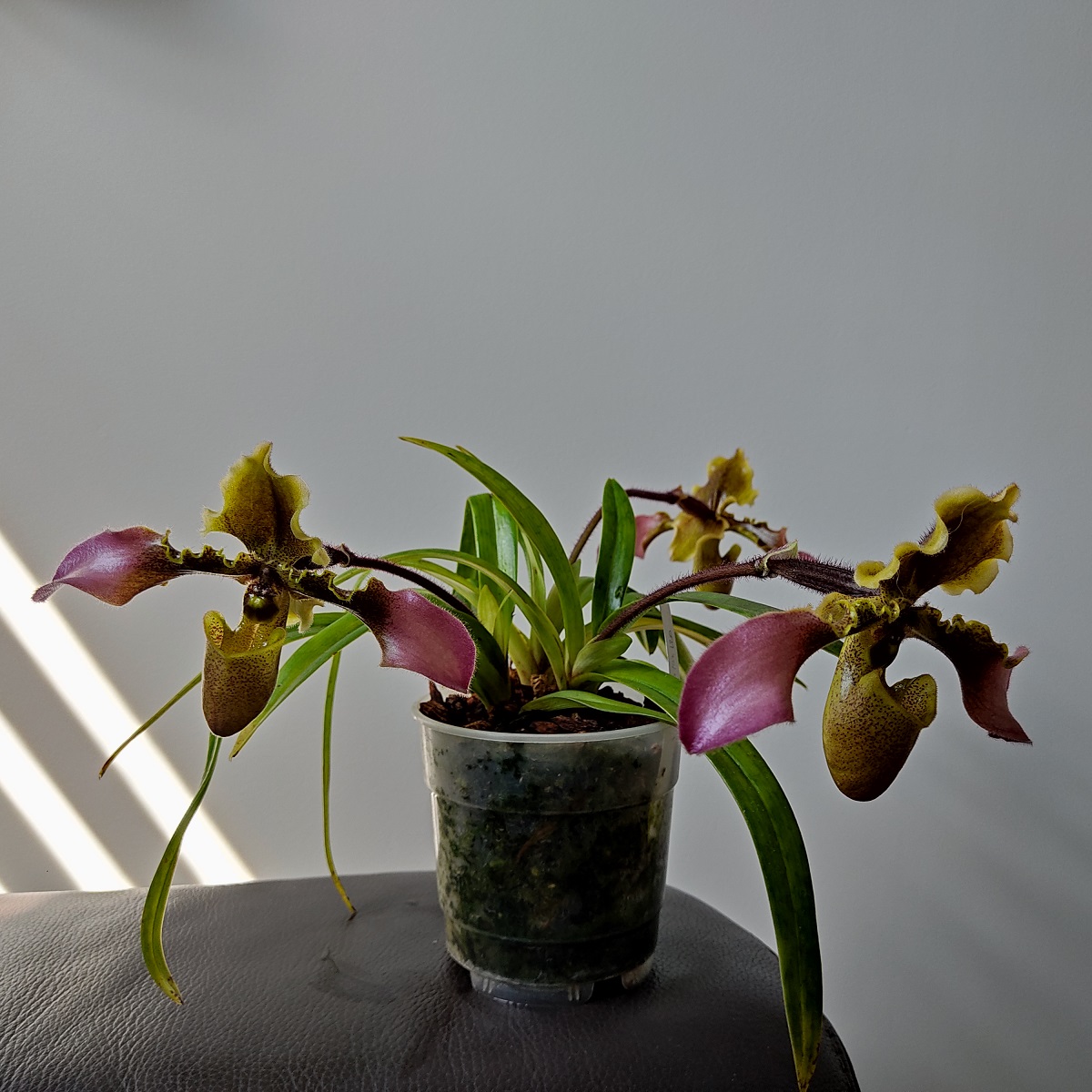 Paphiopedilum hirsutissimum IMG_20210422_122248