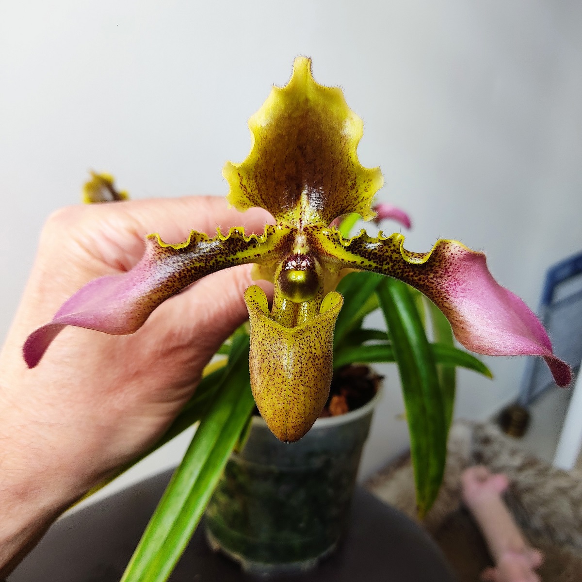 Paphiopedilum hirsutissimum IMG_20210422_122346