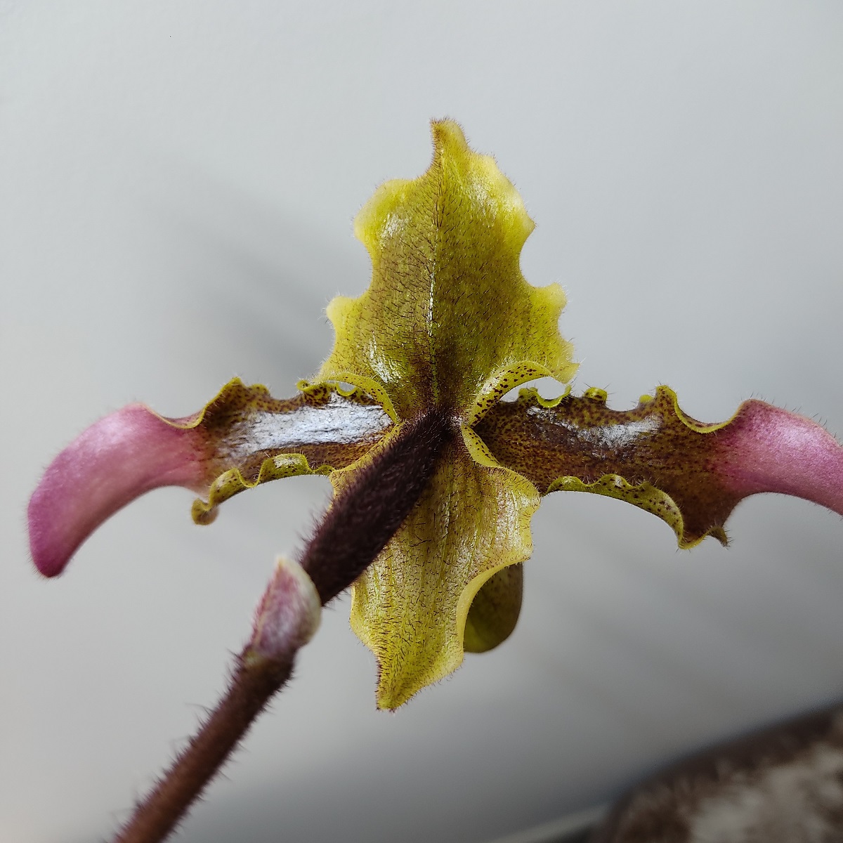 Paphiopedilum hirsutissimum IMG_20210422_122429