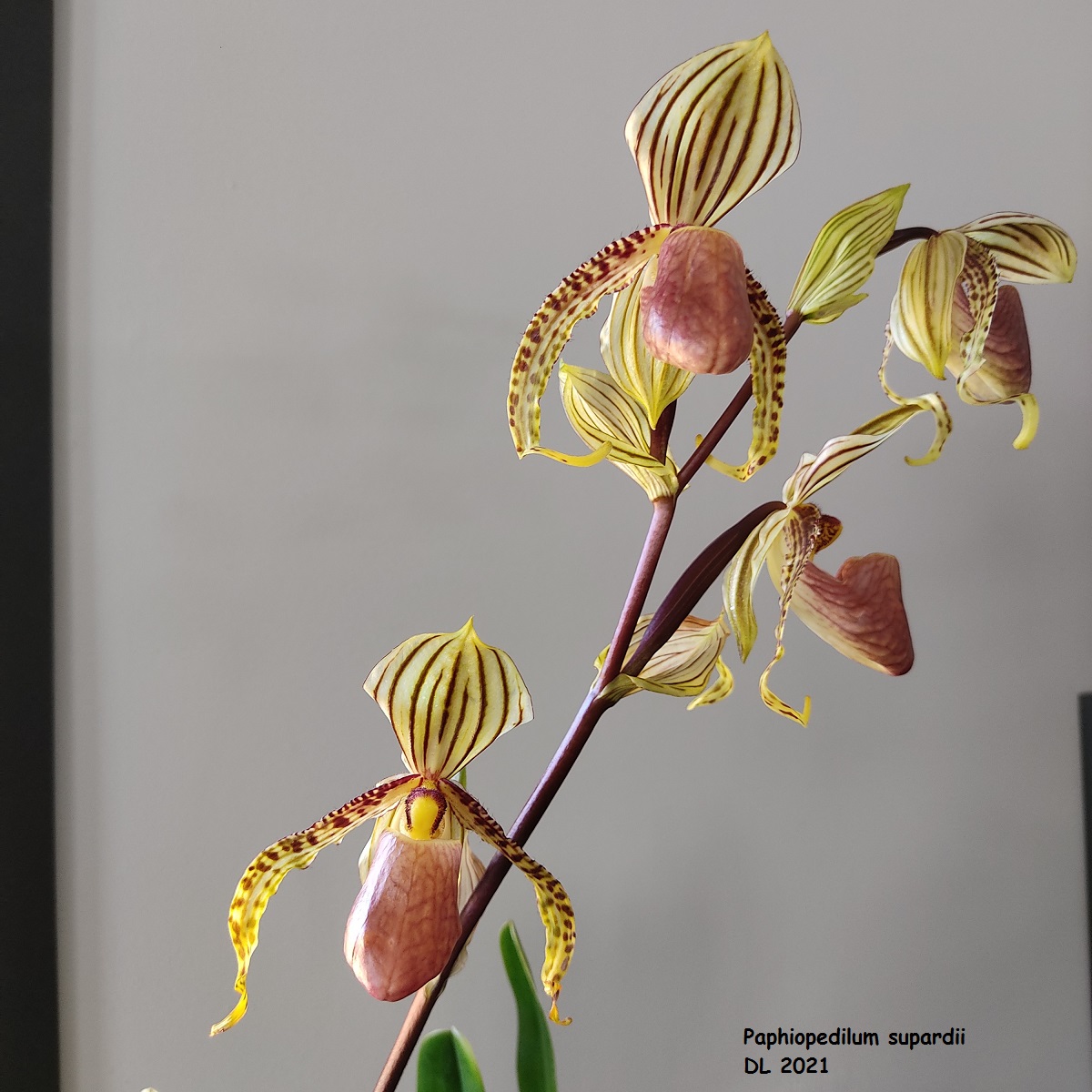 Paphiopedilum supardii IMG_20210721_154942