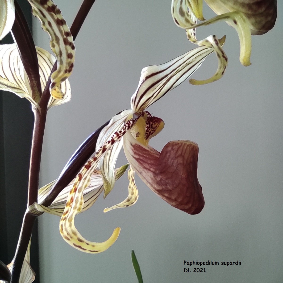 Paphiopedilum supardii IMG_20210721_155016