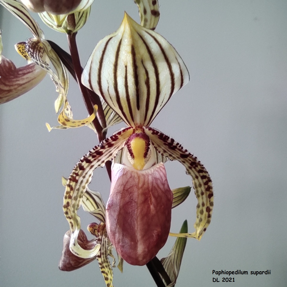 Paphiopedilum supardii IMG_20210721_155111