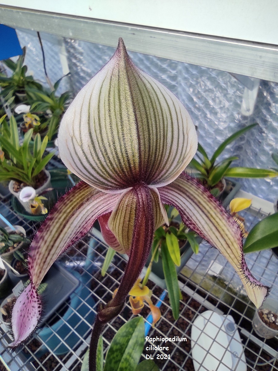 Paphiopedilum ciliolare IMG_20211206_135637