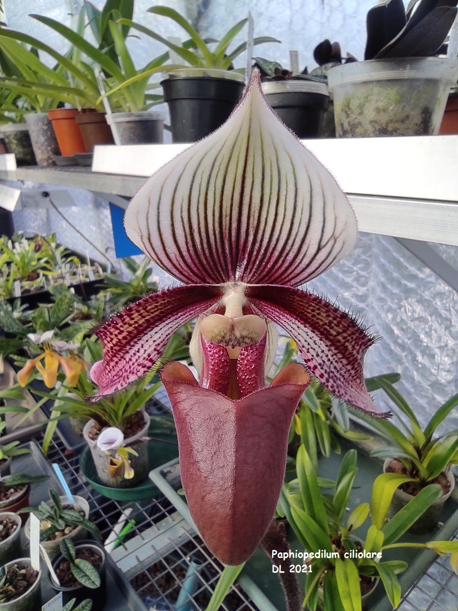 Paphiopedilum ciliolare IMG_20211206_135656