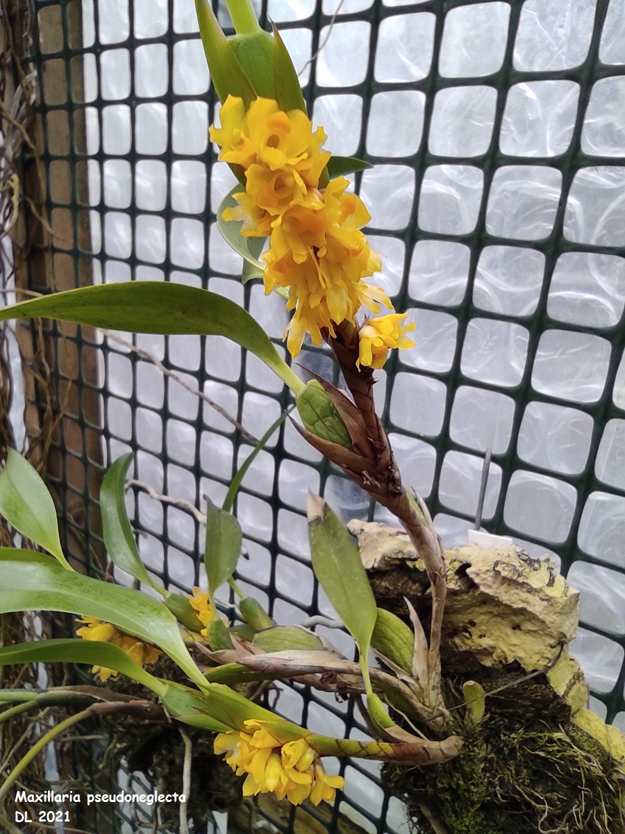 Maxillaria pseudoneglecta IMG_20220109_114727