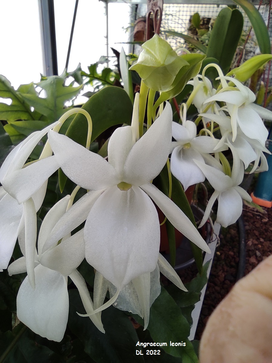 Angraecum leonis IMG_20220414_104423