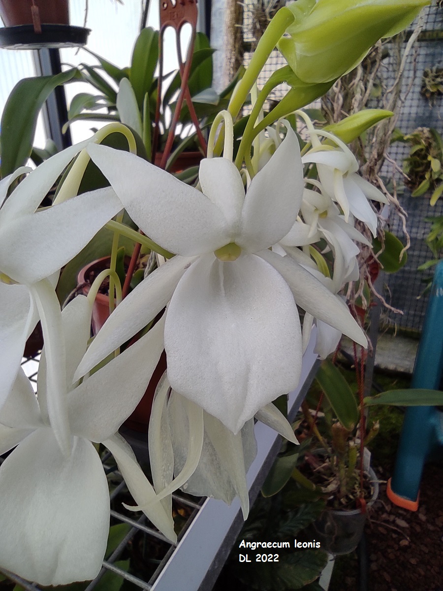 Angraecum leonis IMG_20220414_104524