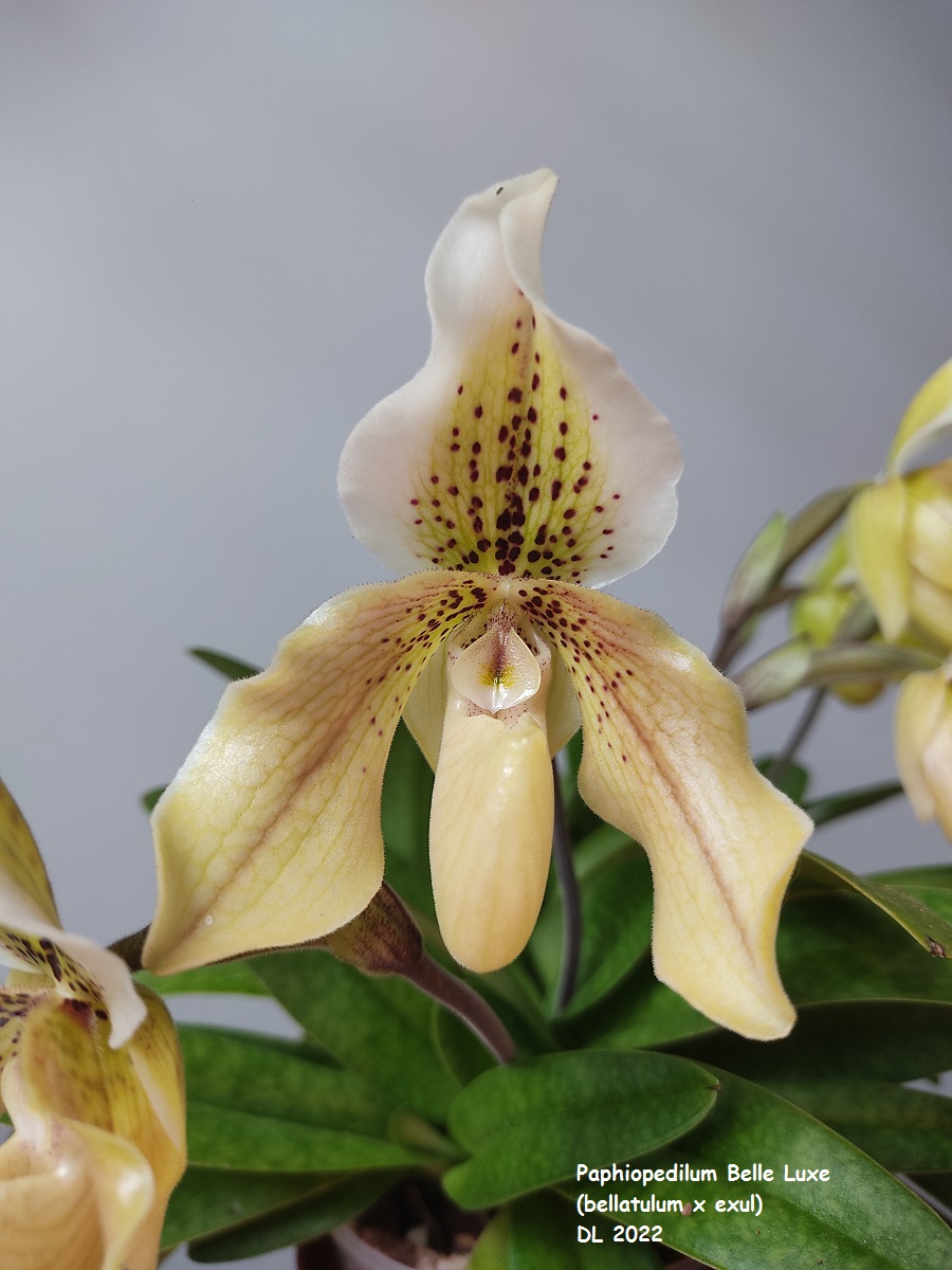 Paphiopedilum Belle Luxe (bellatulum x exul) IMG_20220501_140752