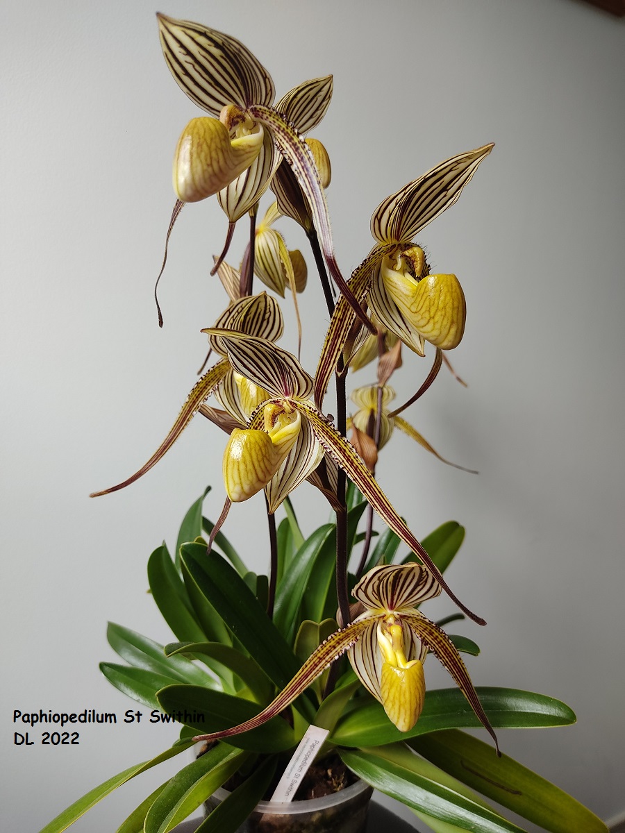  Paphiopedilum Saint Swithin IMG_20220602_120434