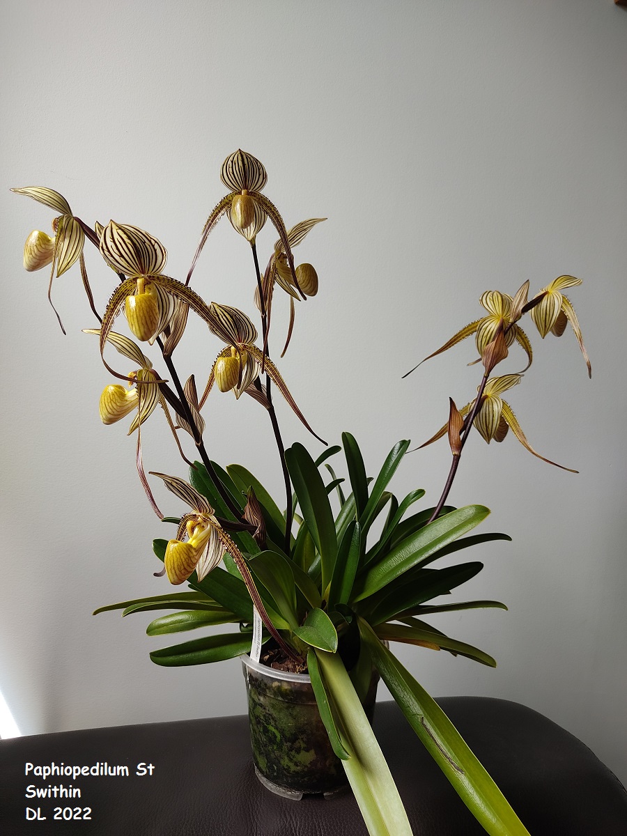  Paphiopedilum Saint Swithin IMG_20220602_120525