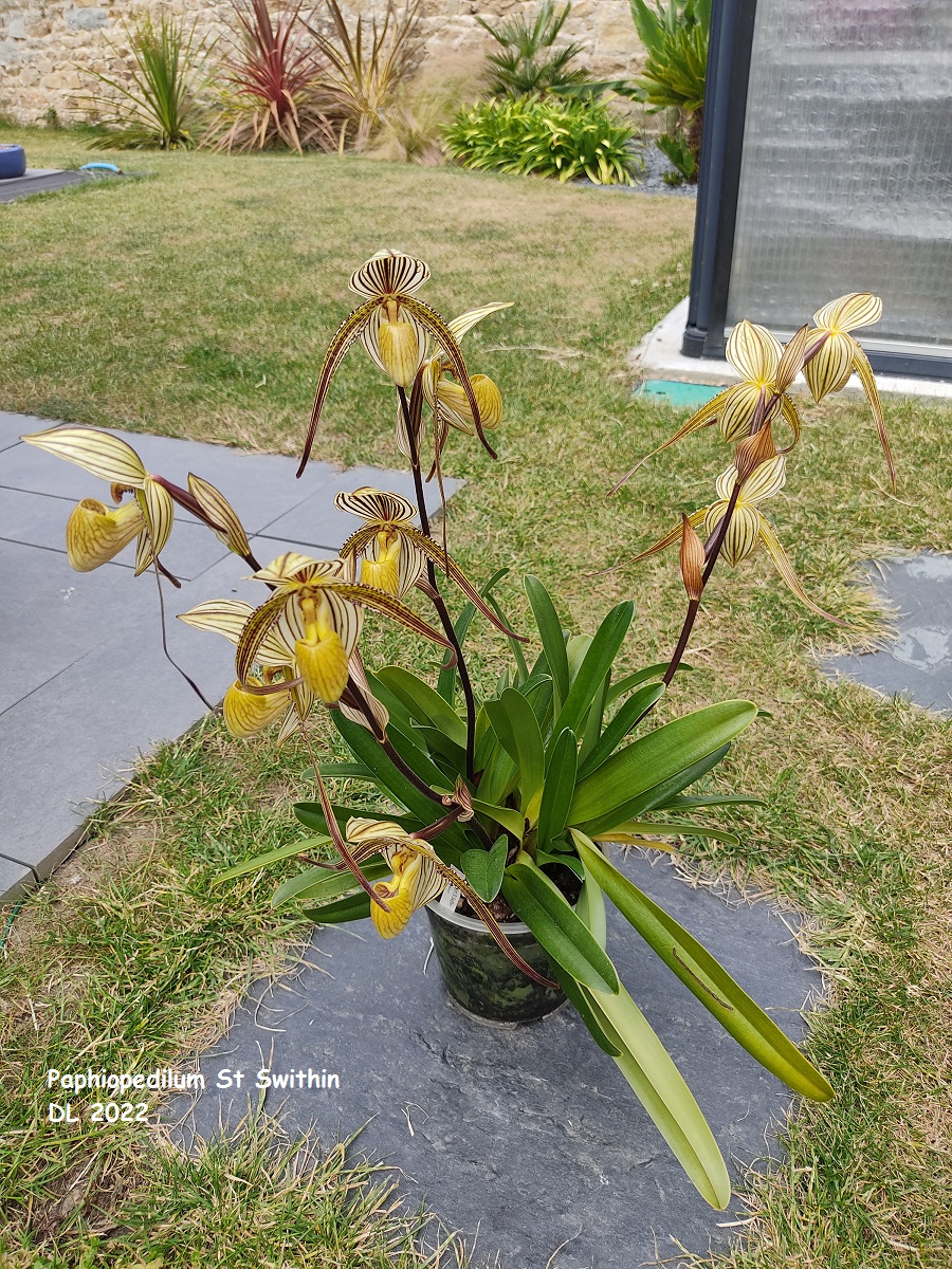  Paphiopedilum Saint Swithin IMG_20220602_120840