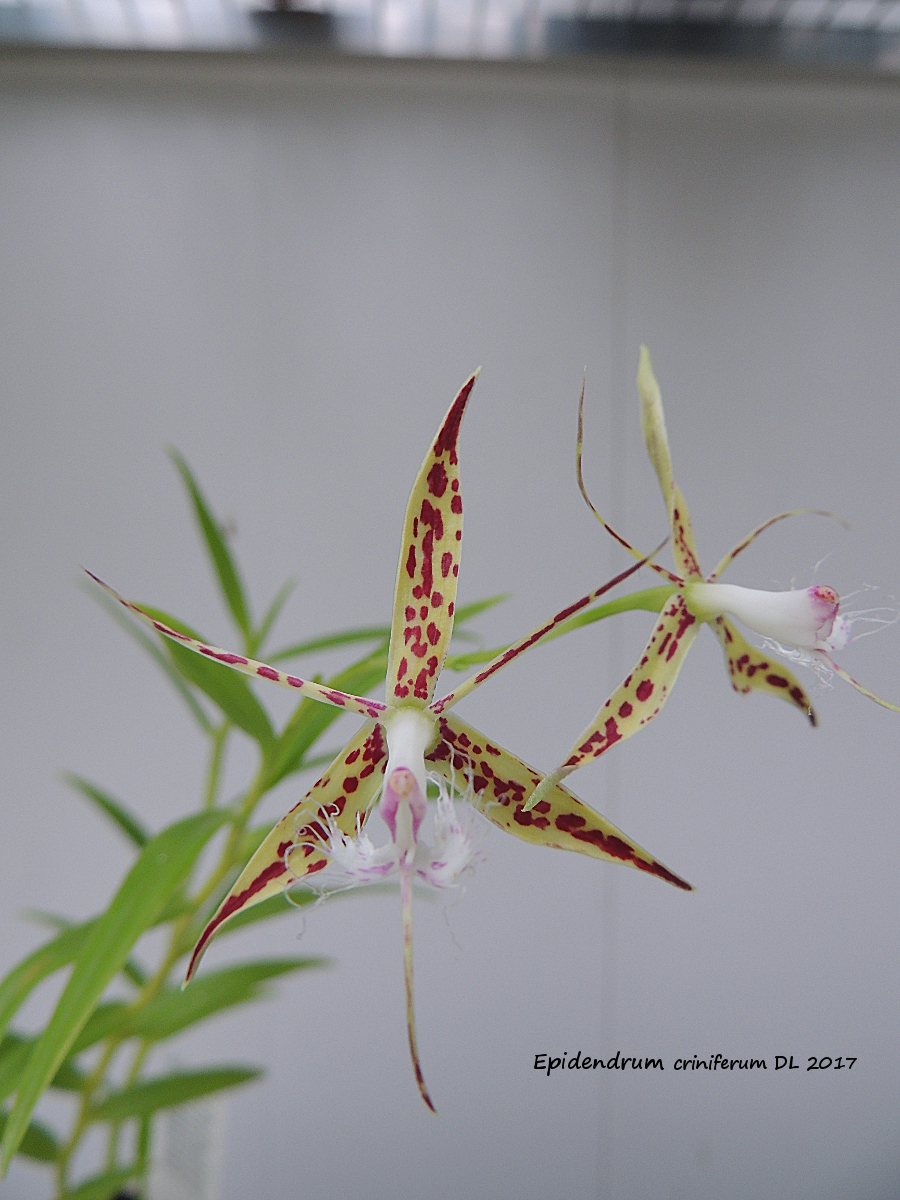 Epidendrum criniferum Epidendrum-criniferum-2017