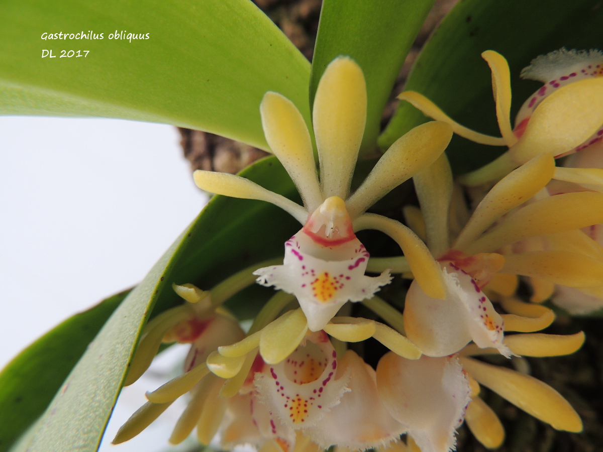 Gastrochilus obliquus Gastrochilus-obliquus-2017-2