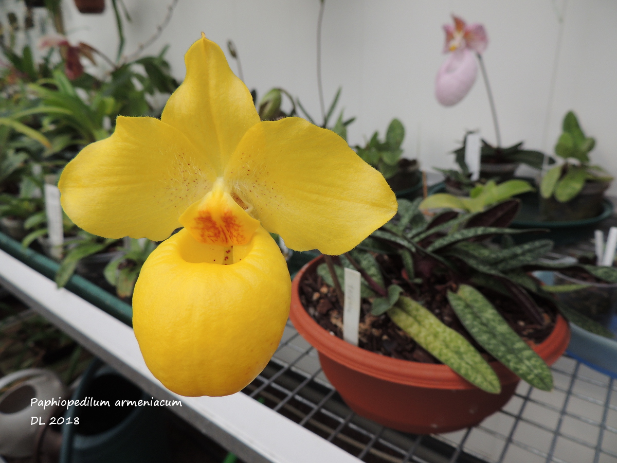 Paphiopedilum armeniacum - Page 2 Paphio-armeniacum-2018