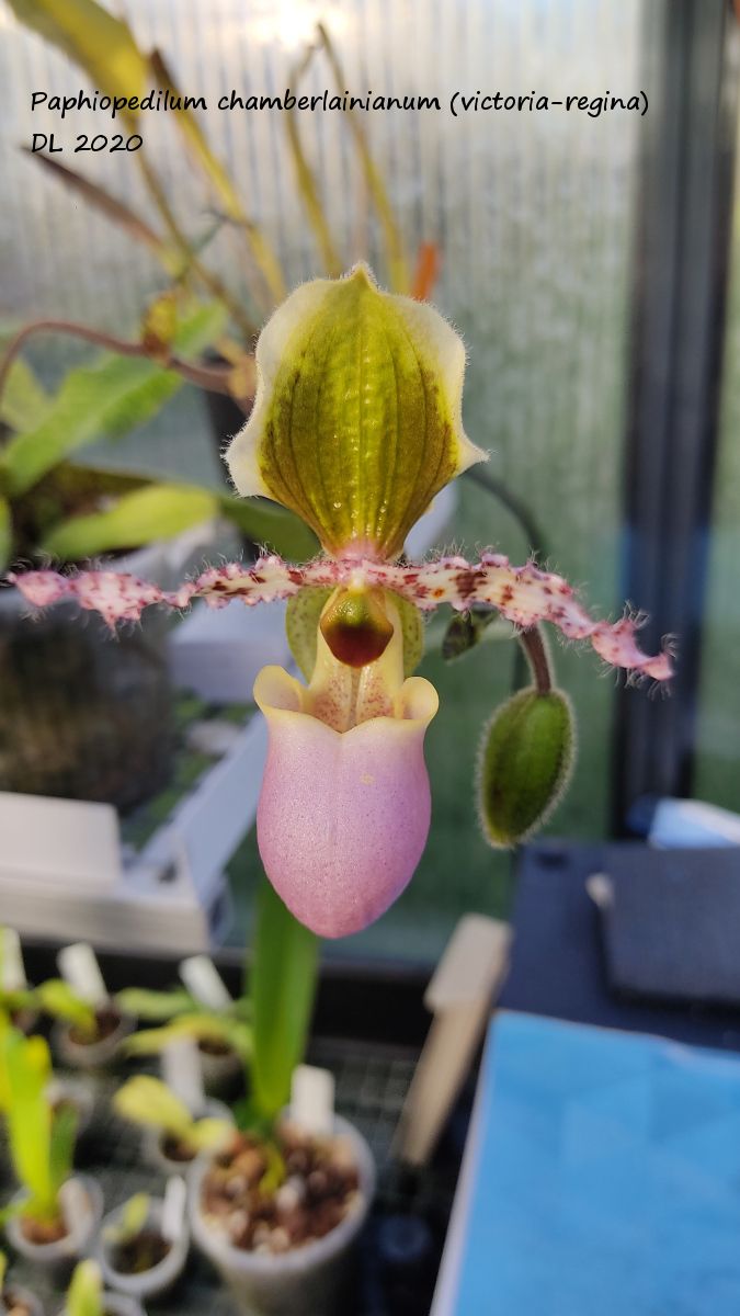 Paphiopedilum glaucophyllum, liemianum et victoria-regina Paphio-chamberlainiaum