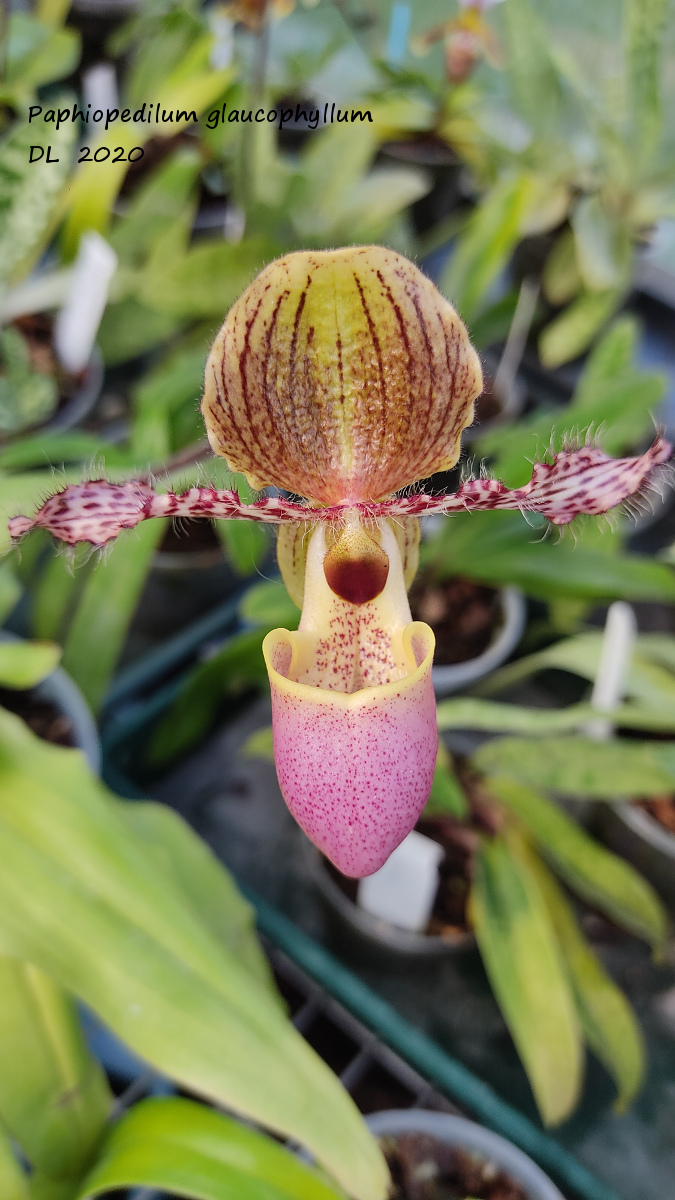 Paphiopedilum glaucophyllum, liemianum et victoria-regina Paphio-glaucophilum