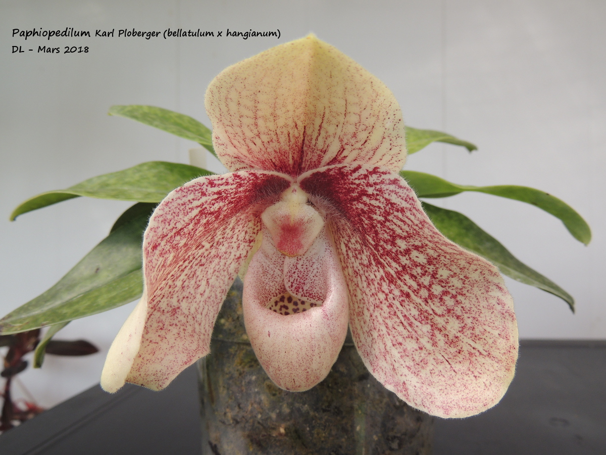 Paphiopedilum Karl Ploberger (hangianum x bellatulum) Paphio-karlploberger-2018