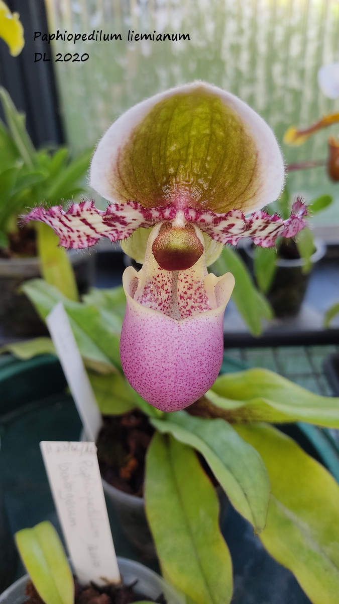 Paphiopedilum glaucophyllum, liemianum et victoria-regina Paphio-liemianum