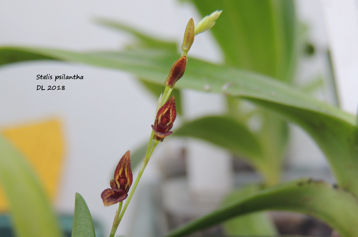 Stelis psilantha Stelis-psilantha-2018